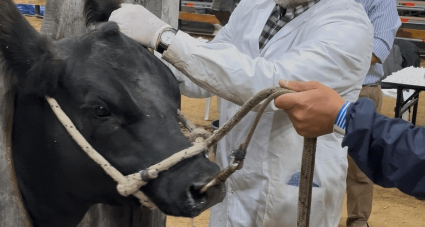 Con una participación récord de 590 ejemplares, los Angus buscan sus campeones de otoño
