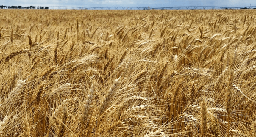 Retenciones: el agro celebra la medida para trigo y cebada, pero insiste en “reconsiderarla” en granos gruesos