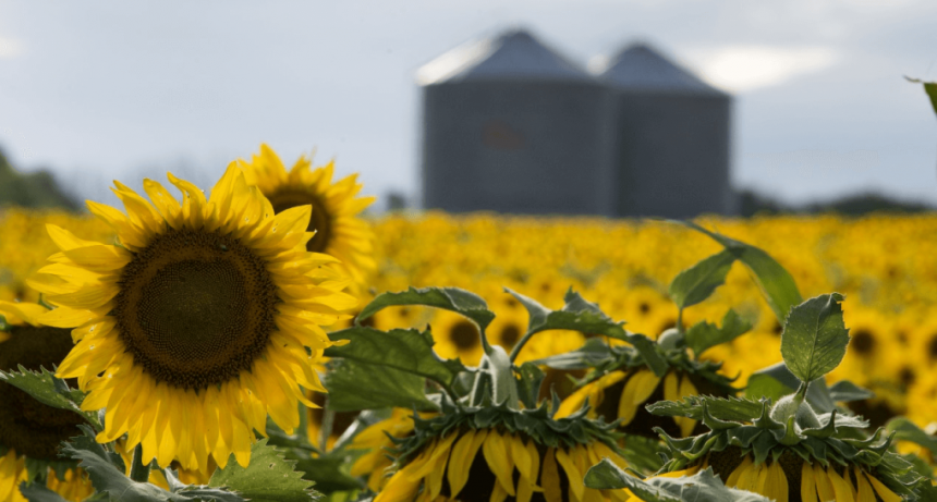 Dato oficial: la cosecha de girasol cerró con un crecimiento del 28,2%