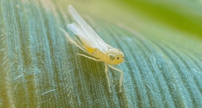 El “regreso” de la chicharrita del maíz: ¿cuáles son los mejores insecticidas y biológicos para frenarla?