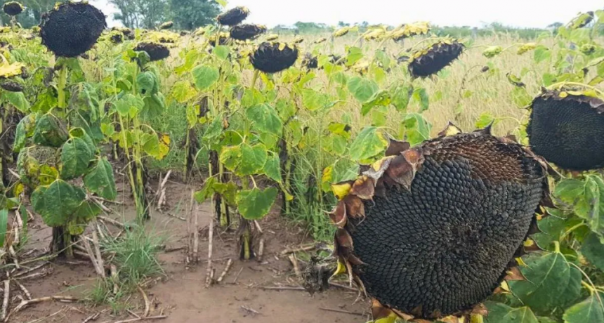 Campaña de girasol: récord histórico de rendimiento y un fuerte impacto en la economía argentina