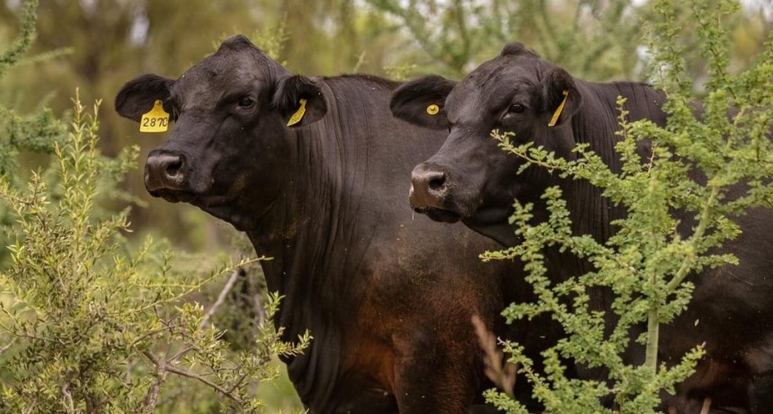 Falta de hacienda y d&oacute;lar atrasado: dos &ldquo;cuellos de botella&rdquo; en el sendero exportador de la carne