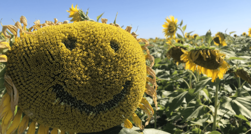 Una cosecha sin techo: en el tramo final de la campa&ntilde;a, el girasol agranda m&aacute;s el r&eacute;cord 2026/27