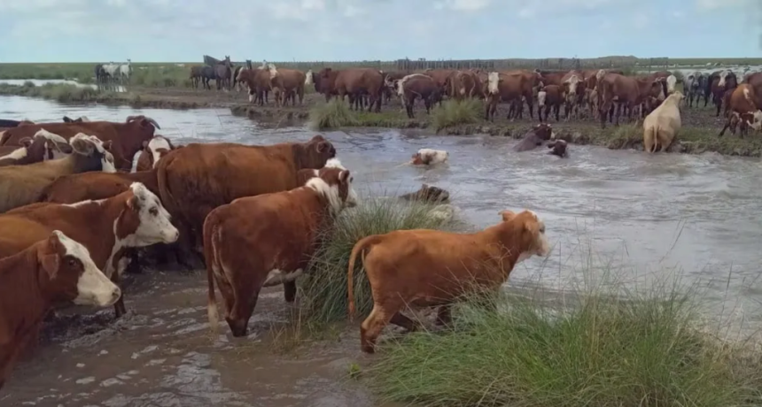 Inundaciones en Santa Fe: se declar&oacute; la emergencia agropecuaria con medidas clave en cuatro departamentos