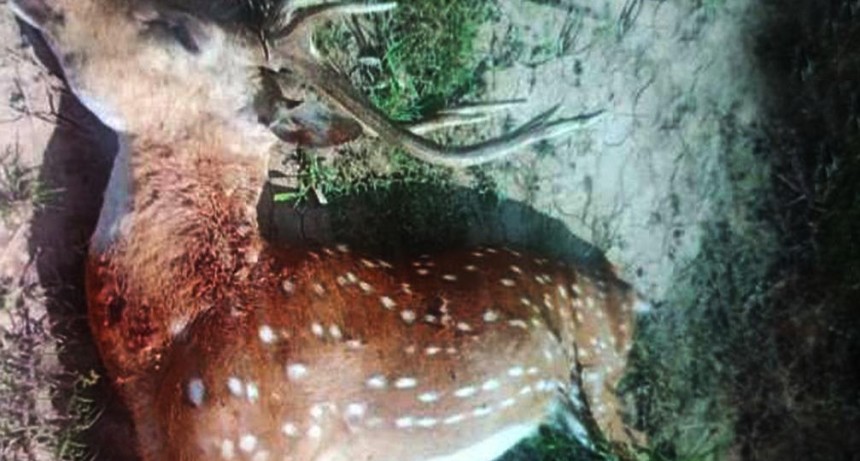 Inusual aparici&oacute;n de un ciervo Axis en Los Jur&iacute;es: lo cazaron, publicaron fotos y desataron una fuerte pol&eacute;mica