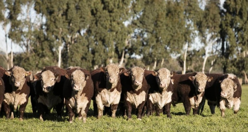 Norma europea antideforestaci&oacute;n: por qu&eacute; llaman a los ganaderos a inscribirse ya en el VISEC Carne