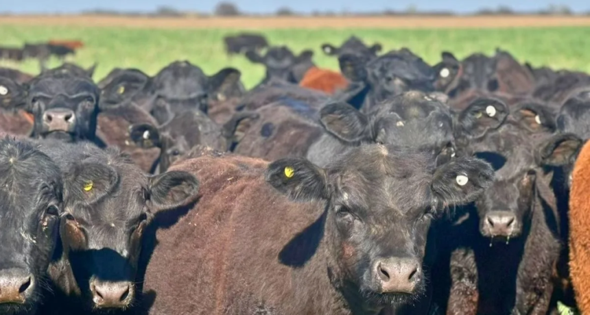 La Sociedad Rural de Santa Fe renov&oacute; su cr&iacute;tica a VISEC Carne y alert&oacute; una nueva &ldquo;retenci&oacute;n&rdquo; a los granos