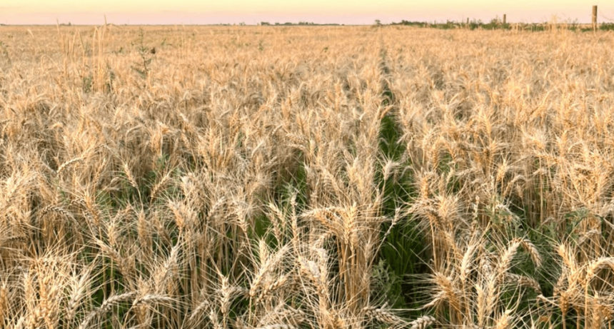 Siembra de trigo: desde Rosario avizoran 500.000 hect&aacute;reas menos, por el alto costo de la urea