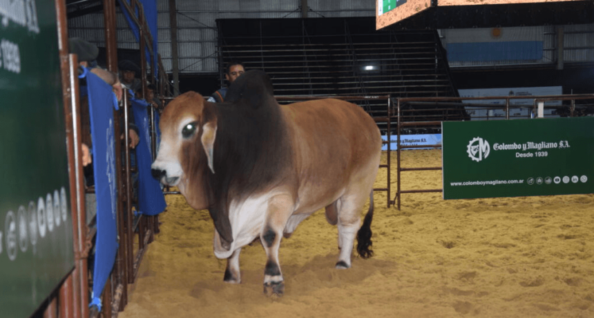 El boom ganadero est&aacute; firme en la gen&eacute;tica: pagan $ 40 millones por el 50% de un toro Brahman