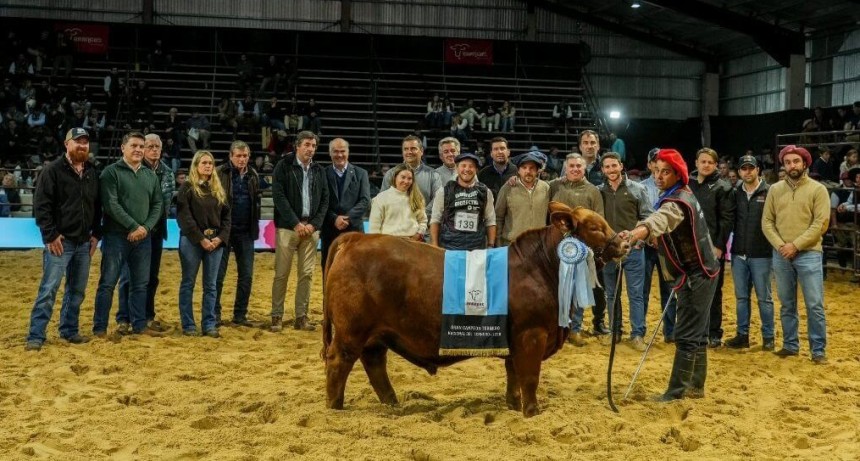 Amortizaci&oacute;n acelerada: c&oacute;mo es el nuevo incentivo contable para comprar gen&eacute;tica bovina de elite