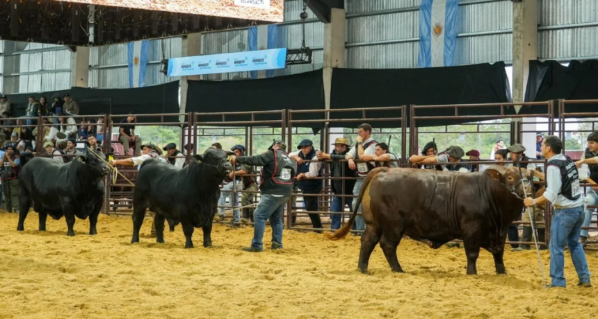 Los Guasunchos subi&oacute; al podio Brangus, consolidando al noroeste santafesino como polo gen&eacute;tico de excelencia