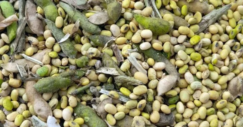 INTA sugiere pautas de manejo para evitar problemas con el grano verde de soja