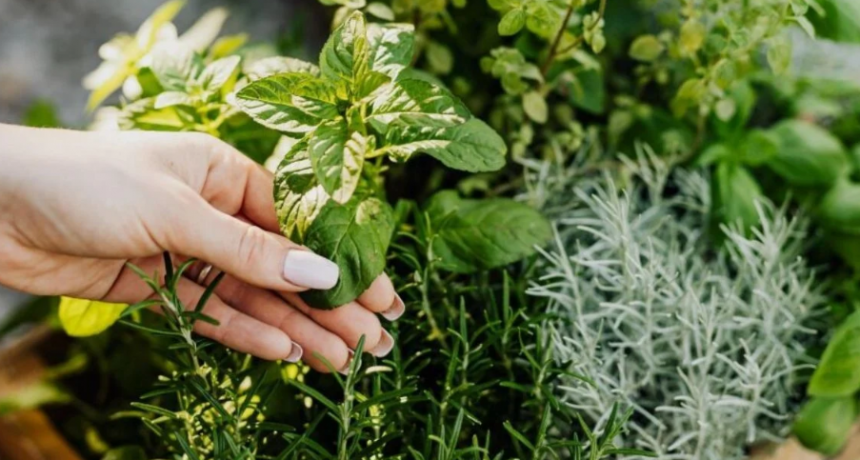 Plantas medicinales que se pueden cultivar en nuestro hogar