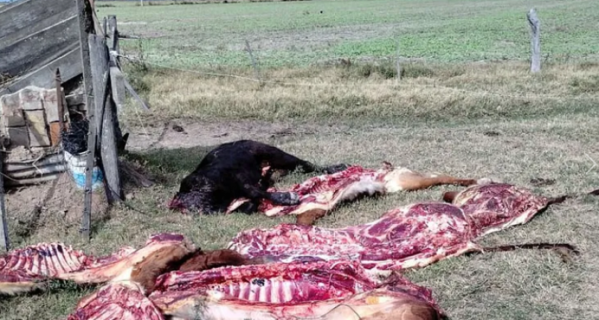 ALERTA ANTE LA OLA DE DELITO RURAL EN CASTELLANOS: 