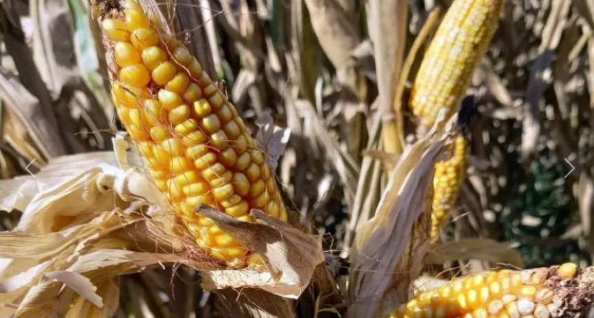 LAS LABORES AGRÍCOLAS BAJARON UN CAMBIO EN EL CENTRO NORTE PROVINCIAL