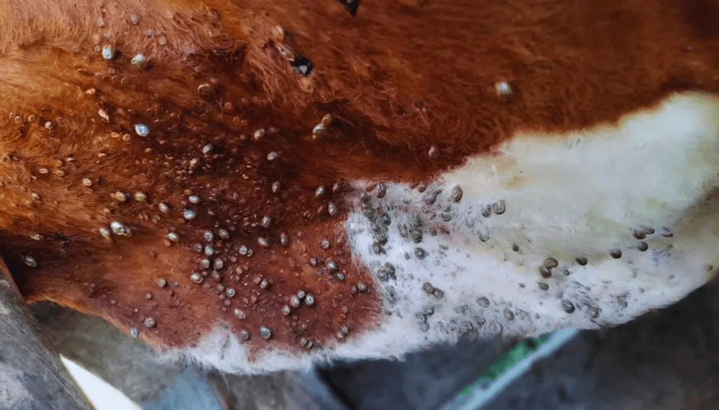Cómo enfrentar a la garrapata: laboratorios piden sostener una “mirada integral” de la sanidad