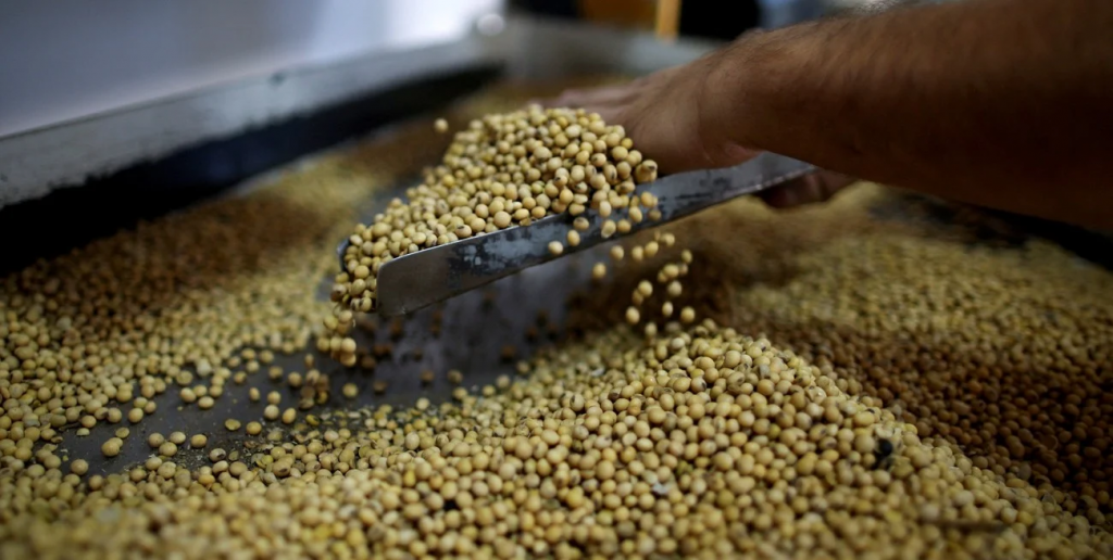 El gobierno nacional volvió a subir las retenciones a la soja, maíz, girasol y sorgo