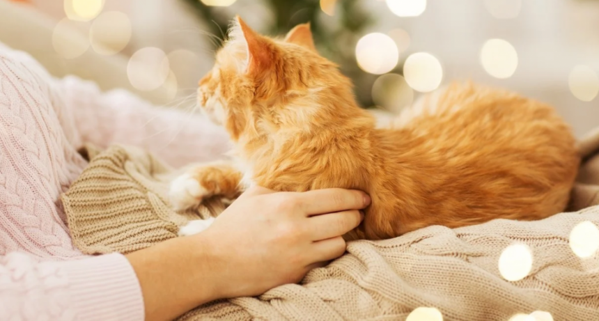 Por qué tu gato elige los pies de la cama para dormir