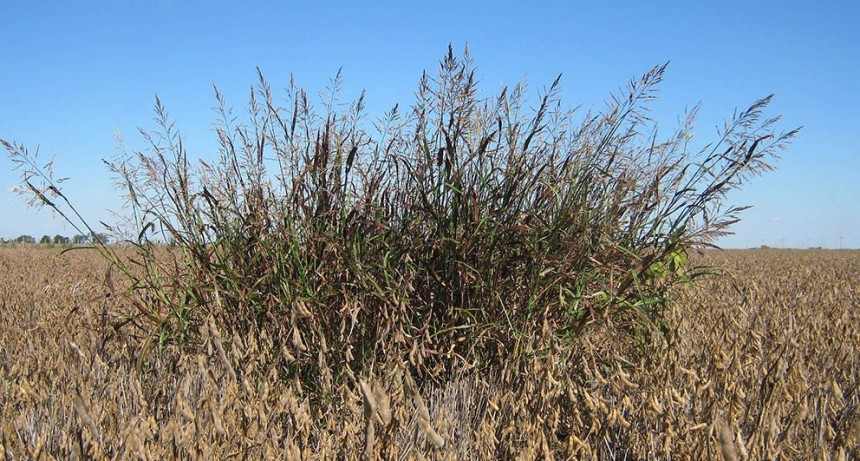 Malezas: anuncian un importante avance a nivel global para el combate de gramíneas resistentes