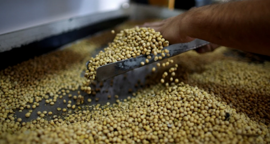 El gobierno nacional volvió a subir las retenciones a la soja, maíz, girasol y sorgo