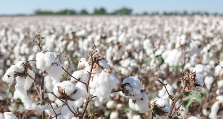 Innovaci&oacute;n mundial en algod&oacute;n: lanzan desde Chaco la primera variedad resistente a imidazolinonas