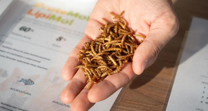 Desde Rafaela, transforman un gusano en alimento animal premium y biofertilizante