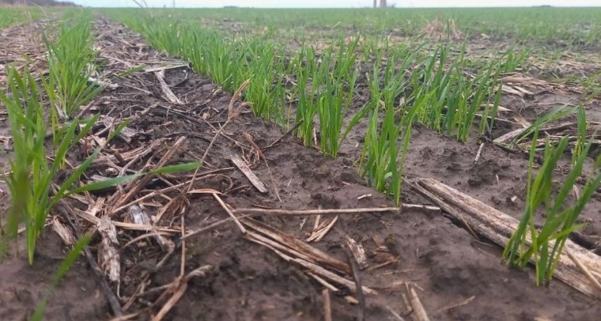 Trigo en el centro norte de Santa Fe: la siembra se fren&oacute; por las lluvias, pero mantiene un avance sostenido
