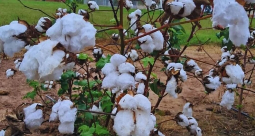Una variedad &uacute;nica &ldquo;made in&rdquo; Argentina: el nuevo camino gen&eacute;tico del algod&oacute;n ya alcanz&oacute; su primer logro