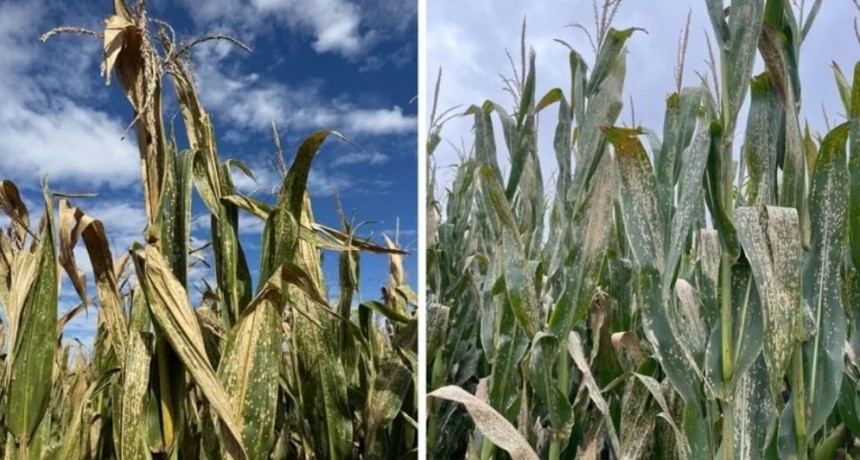 Una alerta sanitaria en el ma&iacute;z: la mancha blanca gana terreno y obliga a estar atentos