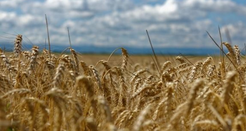 La siembra de trigo en el centro y norte de Santa Fe superó las 430 mil hectáreas