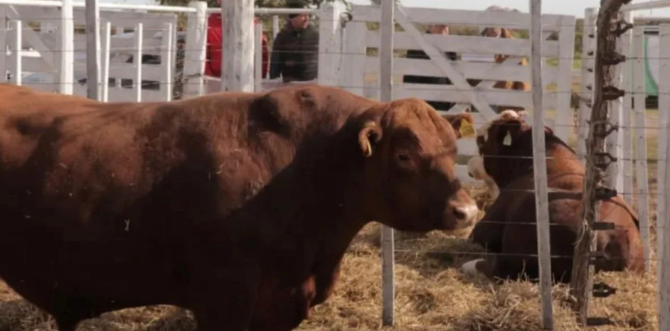 Este año los toros de las cabañas santafesinas tuvieron un retraso en su valoración en kilos de novillo