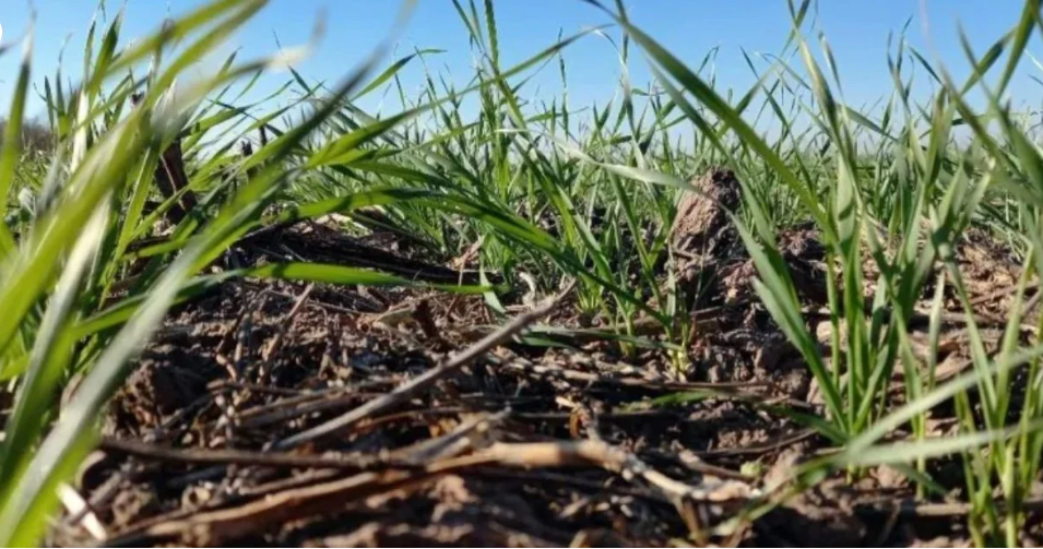 Aumenta la superficie de trigo a pesar de la falta de humedad en algunas zonas