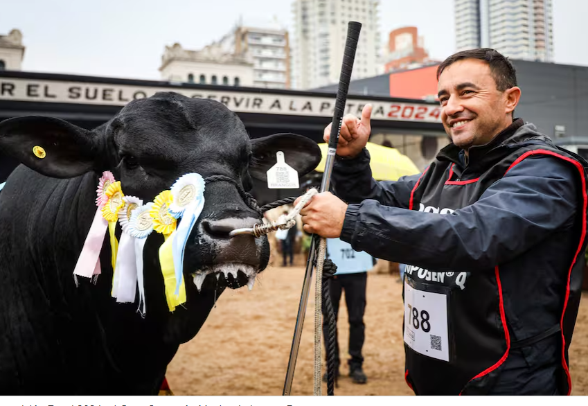 Exposición Rural: el toro Baldomero revalidó un título y se coronó Gran Campeón de la raza Brangus
