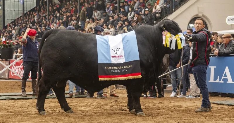  Braford y Brangus, las grandes razas de la ganadería argentina, juraron sus grandes campeones en Palermo