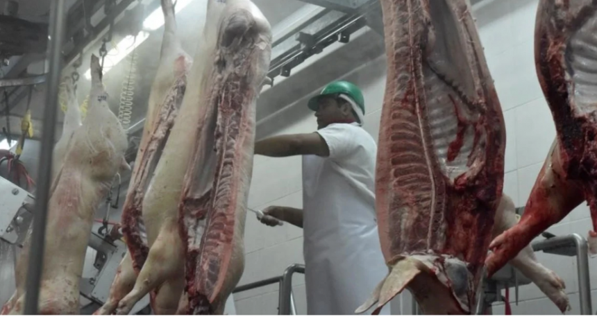 Alertan por el valor del cerdo al público que perjudica a los productores