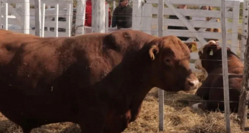 Este año los toros de las cabañas santafesinas tuvieron un retraso en su valoración en kilos de novillo