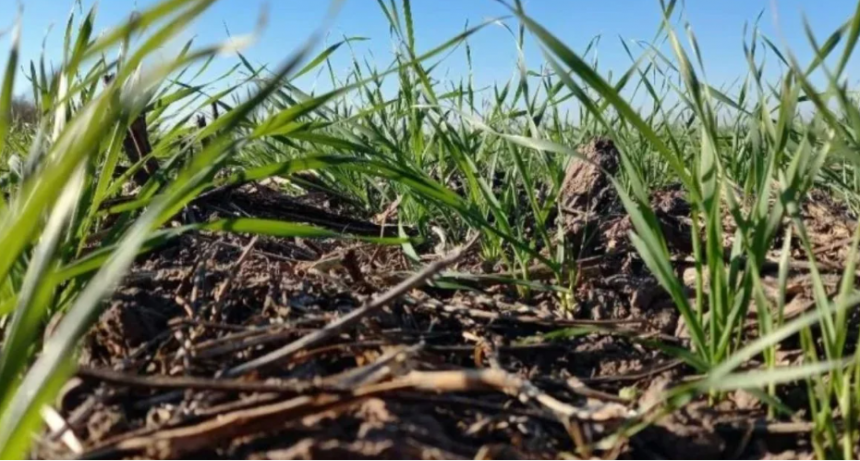 Aumenta la superficie de trigo a pesar de la falta de humedad en algunas zonas