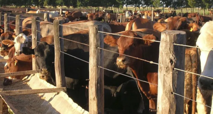 EL PASTO NO IMPORTA, LOS CORRALES SE LLENAN IGUAL