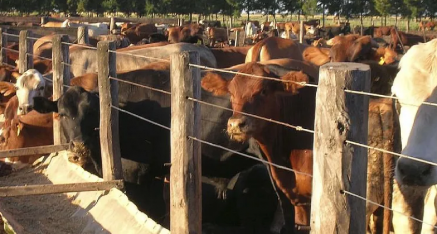 EL PASTO NO IMPORTA, LOS CORRALES SE LLENAN IGUAL