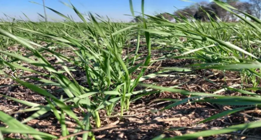 SIN LLUVIAS A LA VISTA, SERÍA MUY DIFÍCIL COMPLIR LA SUPERFICIE ESTIMADA PARA EL TRIGO