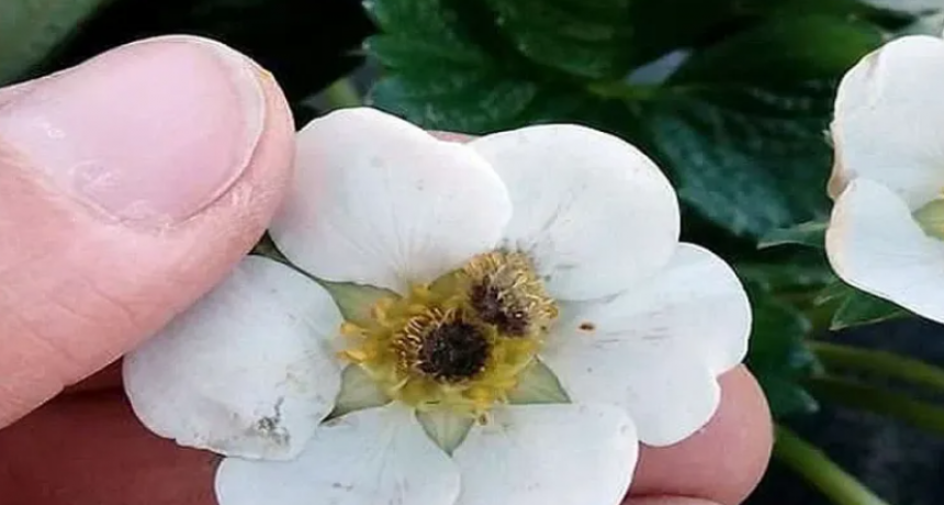 LAS FRUTILLAS DE CORONDA TAMBIÉN SUFREN LA OLA POLAR