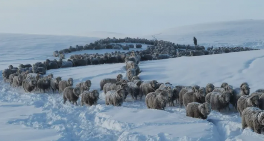 CAMPAÑA SOLIDARIA PARA LOS GANADEROS DE LA PATAGONIA 