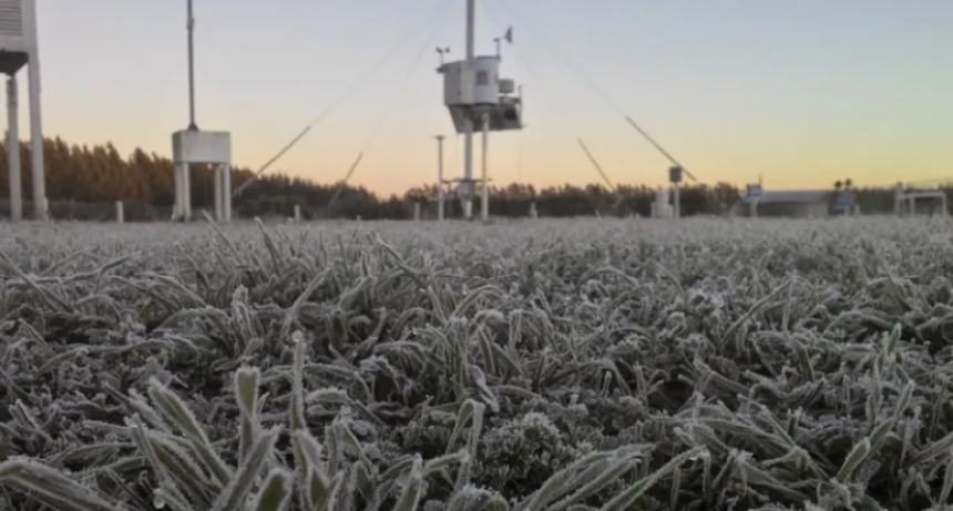 EL INVIERNO SE PERFILA PARA SER RÉCORD Y EL TRIGO LO SUFRE