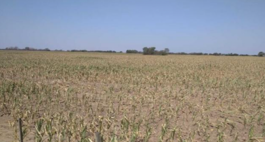 Advierten que “la niña” podría afectar al campo santafesino en el último trimestre del año.