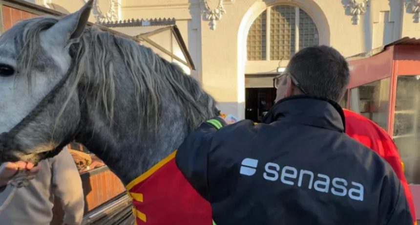 ¿CÓMO SE CONTROLA LA SANIDAD DE LOS ANIMALES EN LA EXPO?