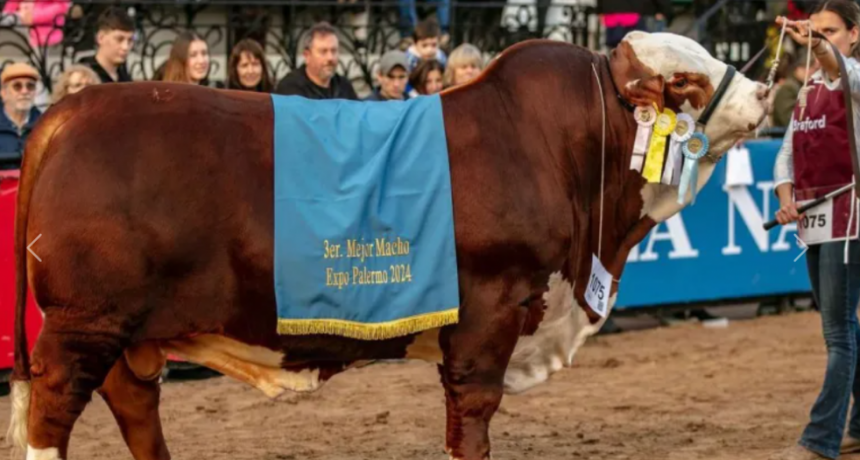 Braford y Brangus, las grandes razas de la ganadería argentina, juraron sus grandes campeones en Palermo