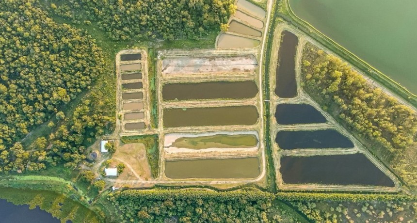 Crean un sistema rotativo entre la cría de pacú y la plantación de arroz que beneficia la biodiversidad