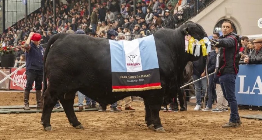  Braford y Brangus, las grandes razas de la ganadería argentina, juraron sus grandes campeones en Palermo