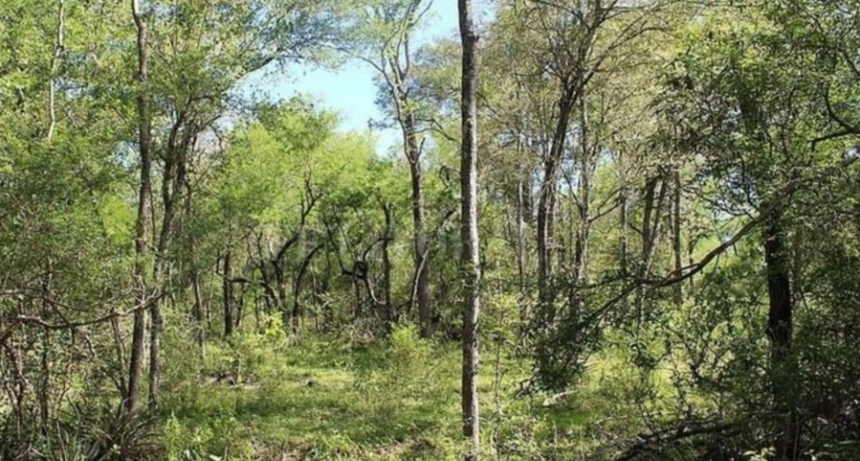 Santa Fe avanza en la creación del Comité de Cuenca Forestal