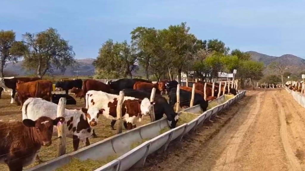 El secreto de la terneza en la carne: trazabilidad y bienestar animal